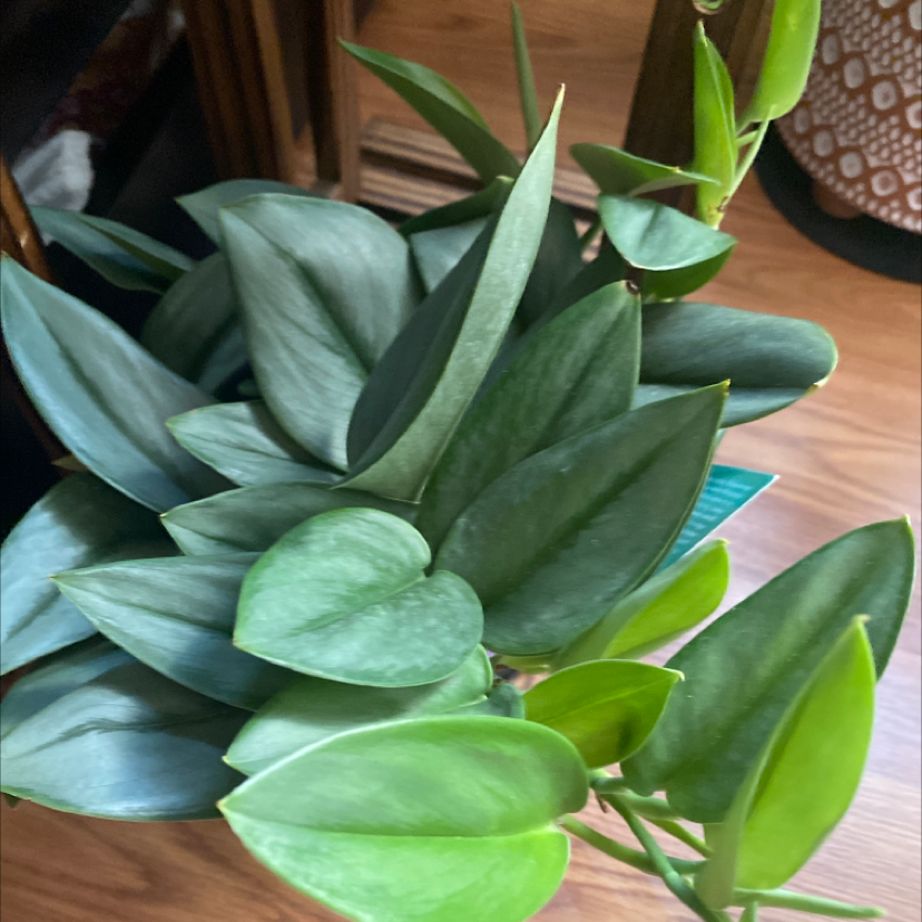 Scindapsus treubii 'Moonlight' plant with healthy green leaves.
