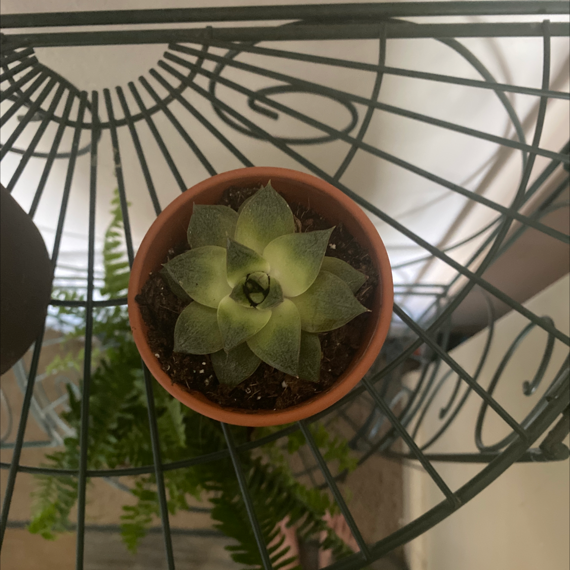 Lipstick Echeveria plant photo by @nurseratched named Peach on Greg, the plant care app.