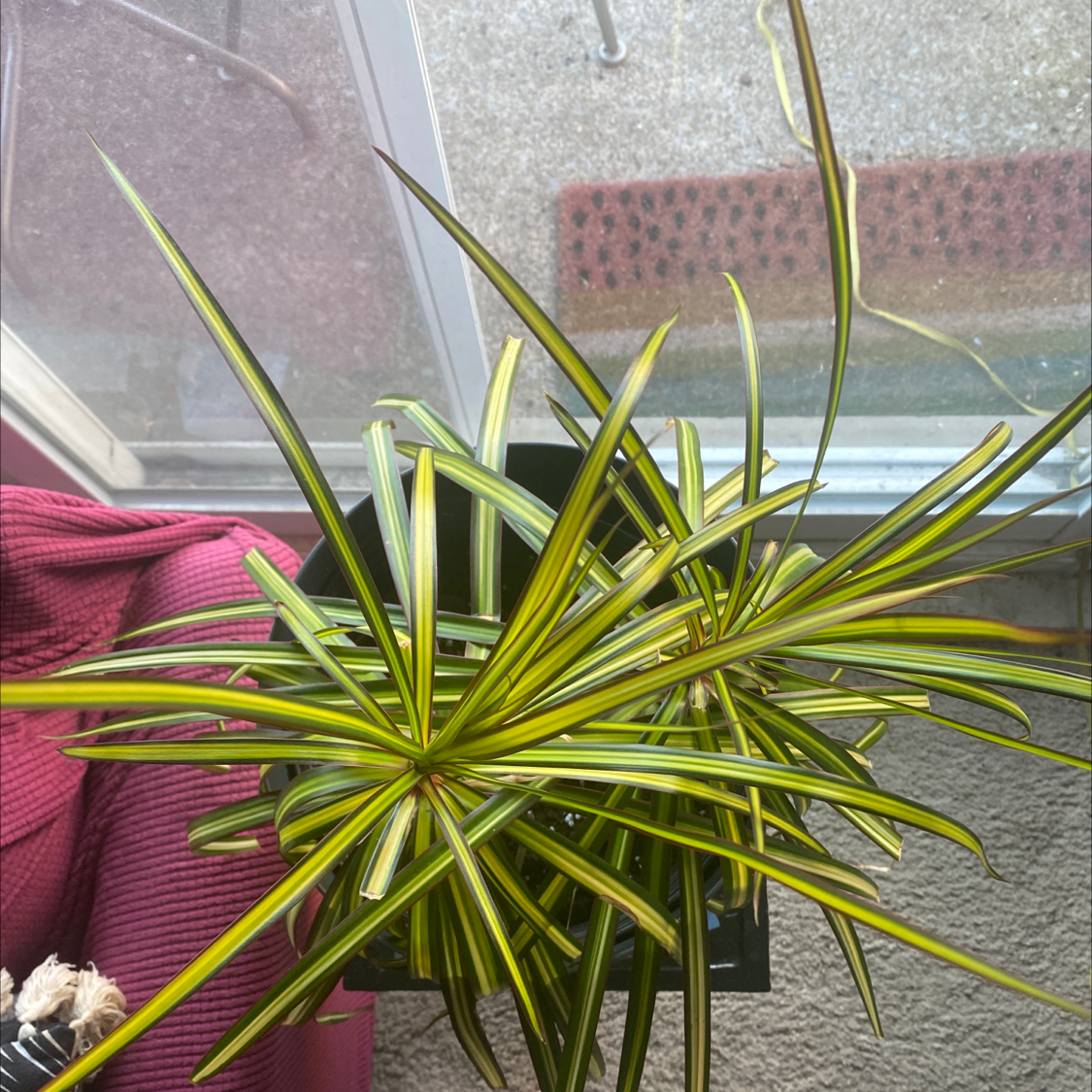 Photo of the plant species Dracaena 'Ray of Sunshine' by @nurseratched named Dovakhin on Greg, the plant care app