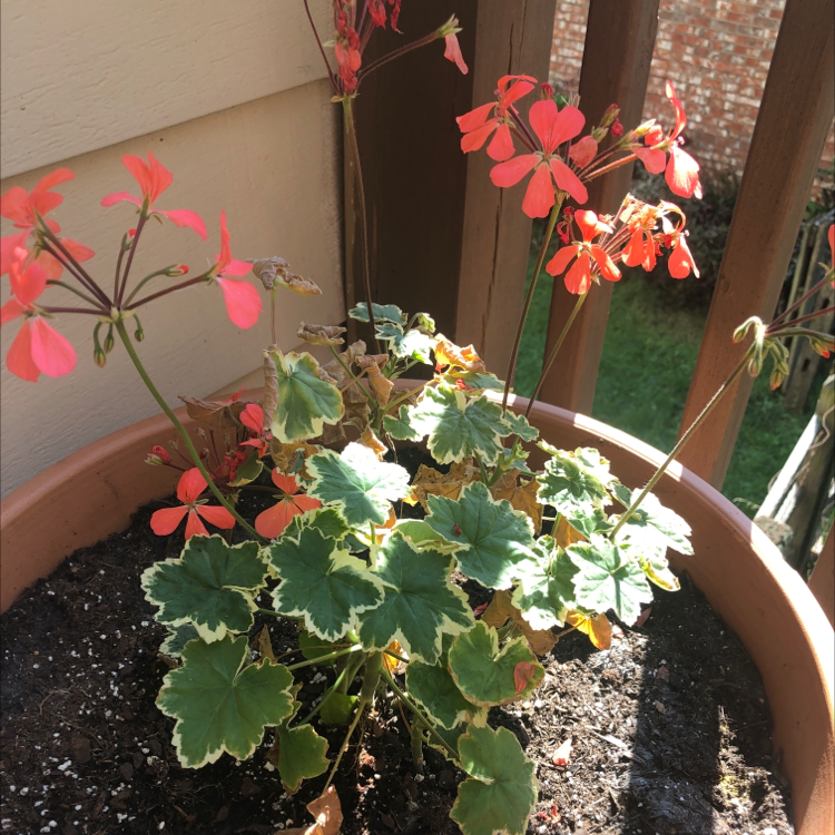Zonale Geranium plant photo by @Lyss_Marie named Keanu Leaves on Greg, the plant care app.