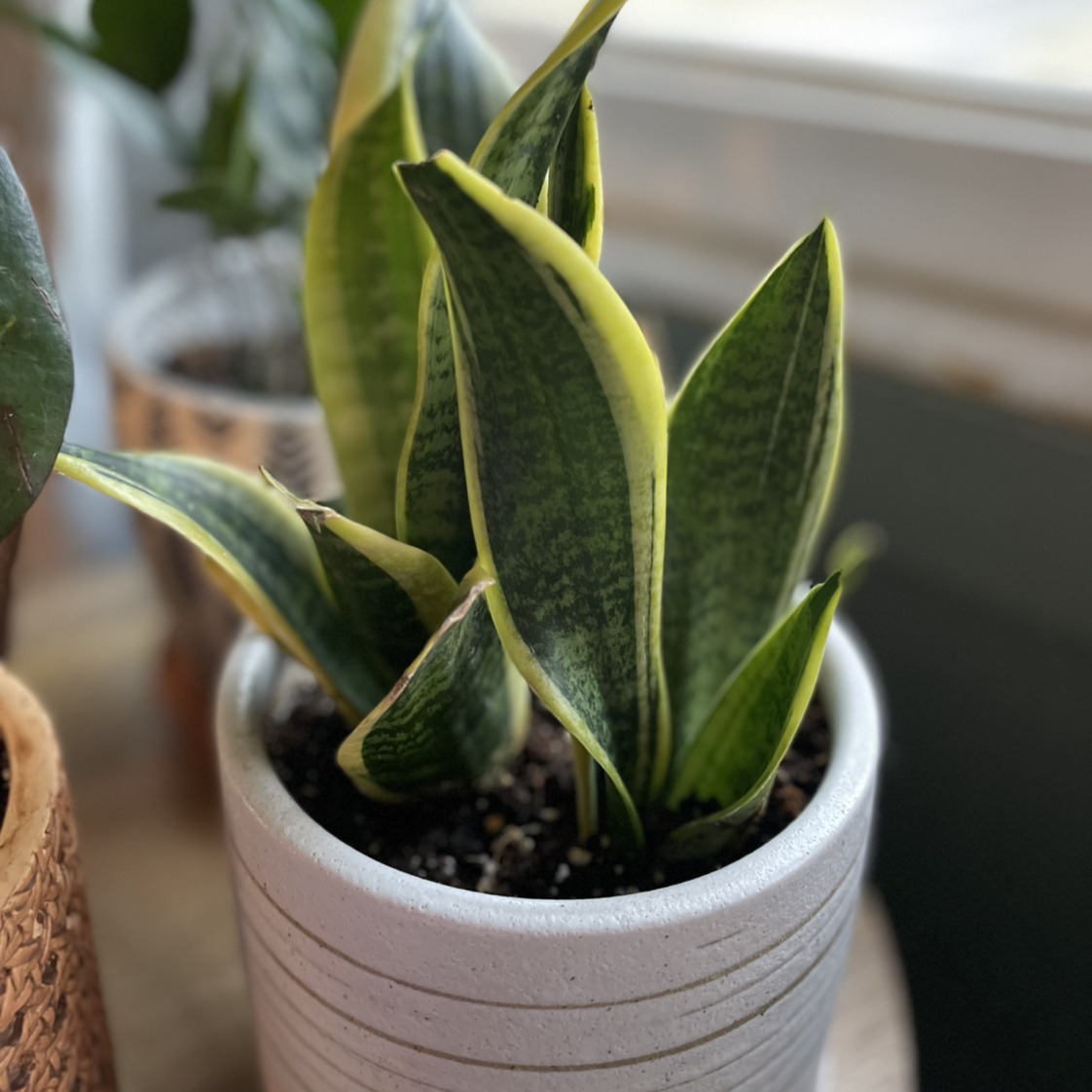 Snake Plant plant photo by @Lyss_Marie named Oscar Wilde on Greg, the plant care app.