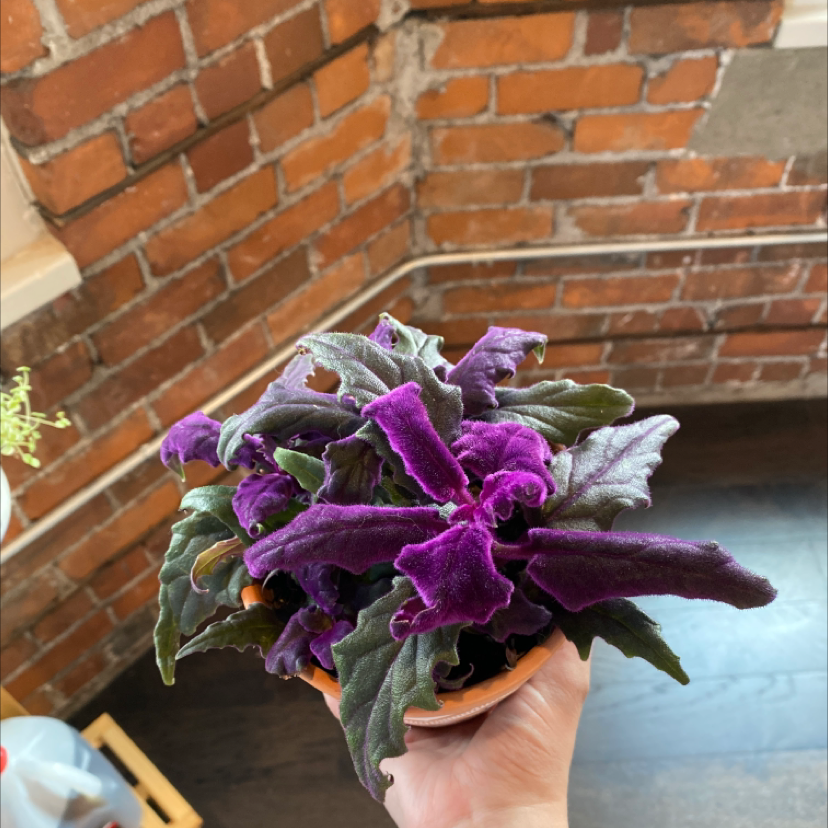 Purple Velvet Plant with vibrant purple leaves in a small pot, held by a hand.
