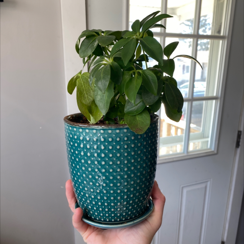 Healthy umbrella tree plant with lush green leaves in teal polka dot pot, held in hand against window.