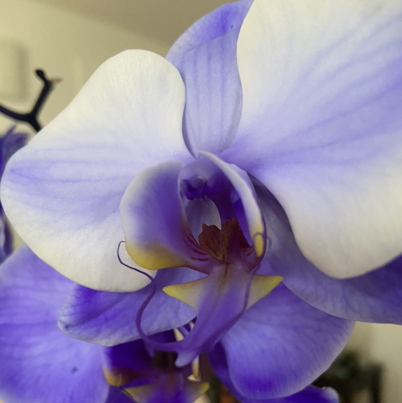 Photo of the plant species Chinese Wisteria by Keigan named Bonita on Greg, the plant care app