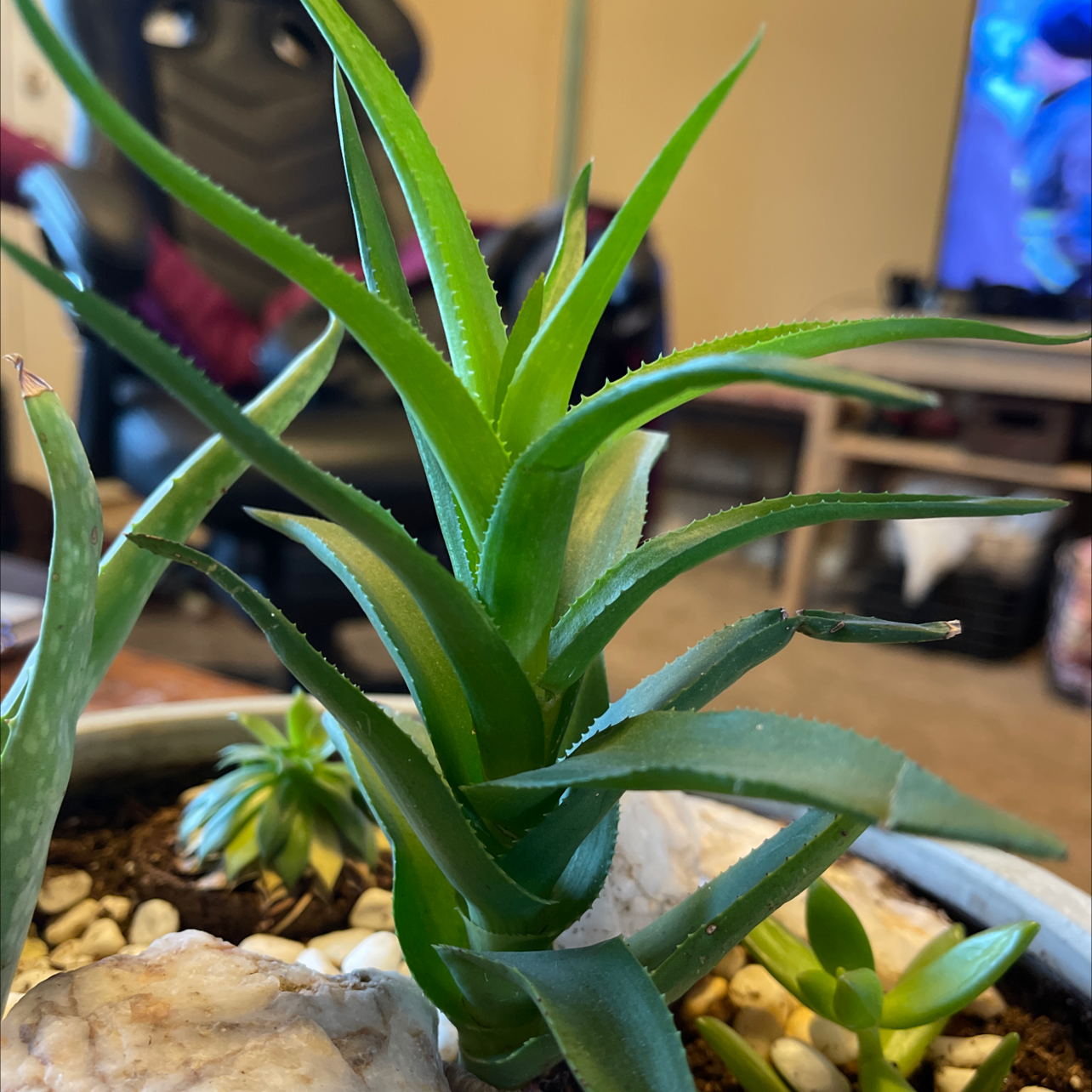 Healthy Climbing Aloe plant with vibrant green leaves in an indoor setting.