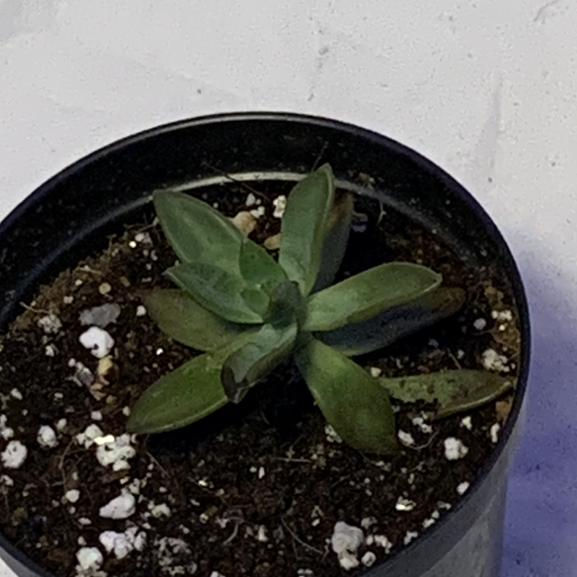 Golden Sedum plant photo by @Abbalabbadingdong named The Real Chuck on Greg, the plant care app.