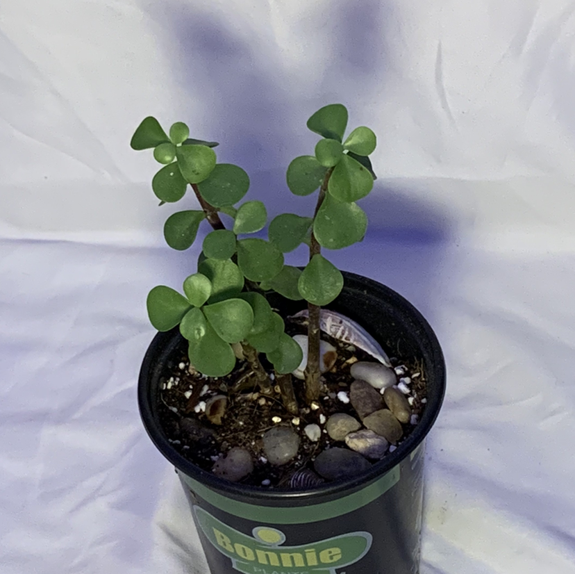 Elephant Bush plant photo by @Abbalabbadingdong named Eddy Bush on Greg, the plant care app.