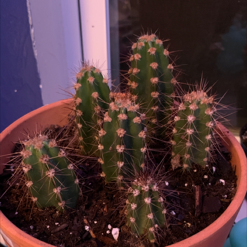 Potted Scarlet Hedgehog Cactus with multiple healthy stems and visible soil.