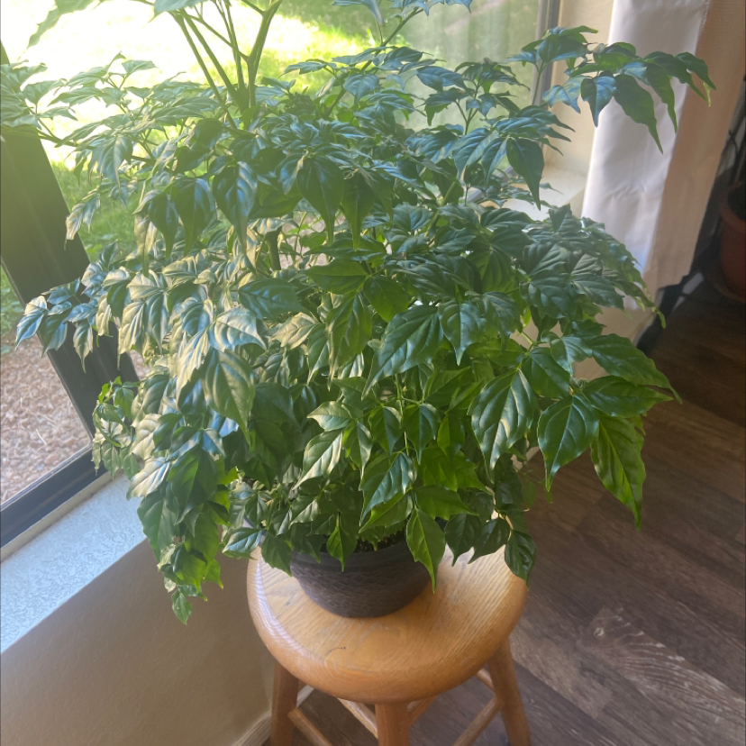 Healthy China Doll plant with lush green pinnate leaves in a wooden bowl on a table, image mostly in focus.