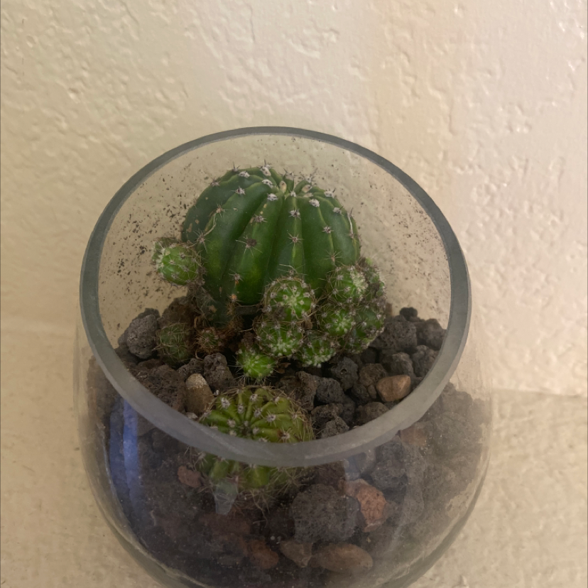 A healthy lace hedgehog cactus with a round shape and white spines, planted in a glass container with pebbles.