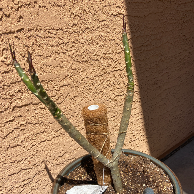 Red Frangipani plant with two main stems in a pot with visible soil.