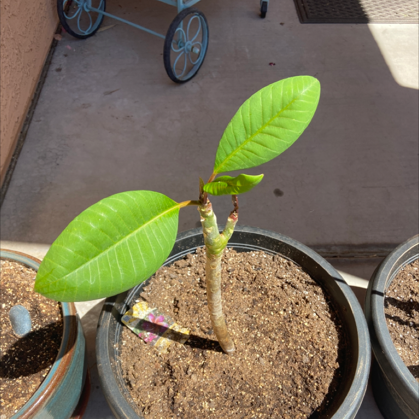Young Red Frangipani plant in a pot with two large green leaves.