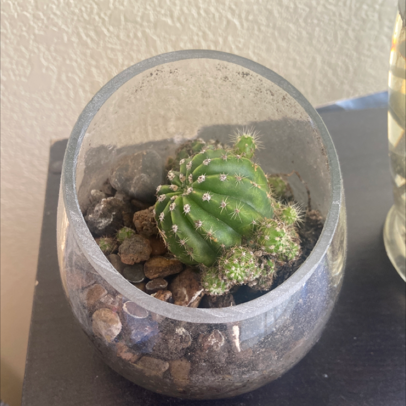 Healthy Lace Hedgehog Cactus in a glass terrarium filled with small rocks, well-framed image with the cactus in focus.