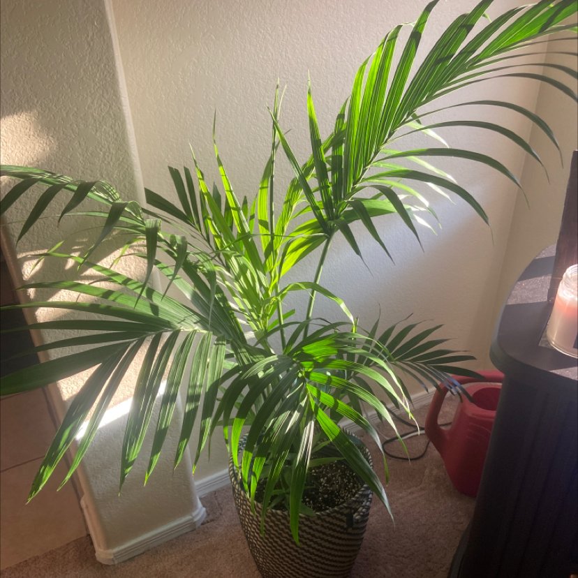 Healthy indoor Kentia Palm in woven planter with lush green pinnate fronds fanning out gracefully from center.