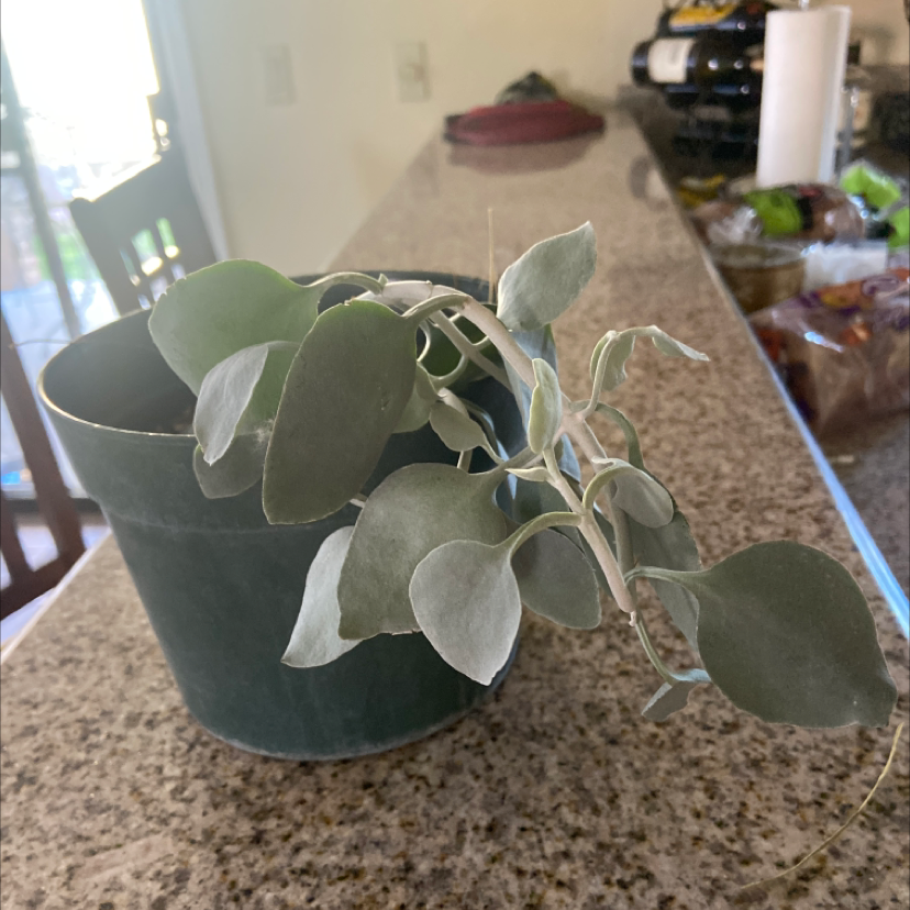 Potted Copper Spoons plant with silvery-green leaves on a kitchen counter.