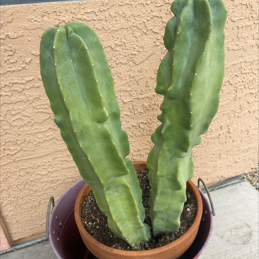 Pleated Cereus plant photo by @Parisandjune named Big larry on Greg, the plant care app.