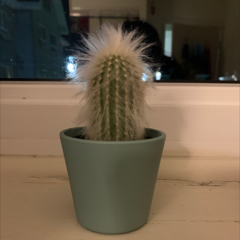Photo of the plant species Old Man Cactus by @sydneymac03 named Doja Cactus on Greg, the plant care app