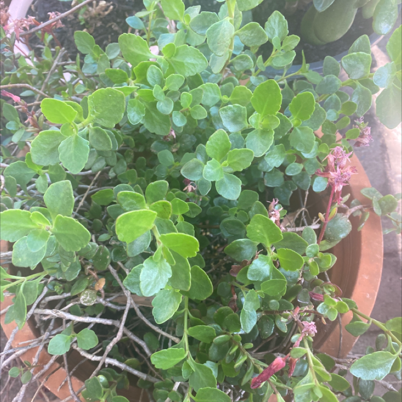 Florist Kalanchoe plant photo by @tessasplants named Oscar on Greg, the plant care app.
