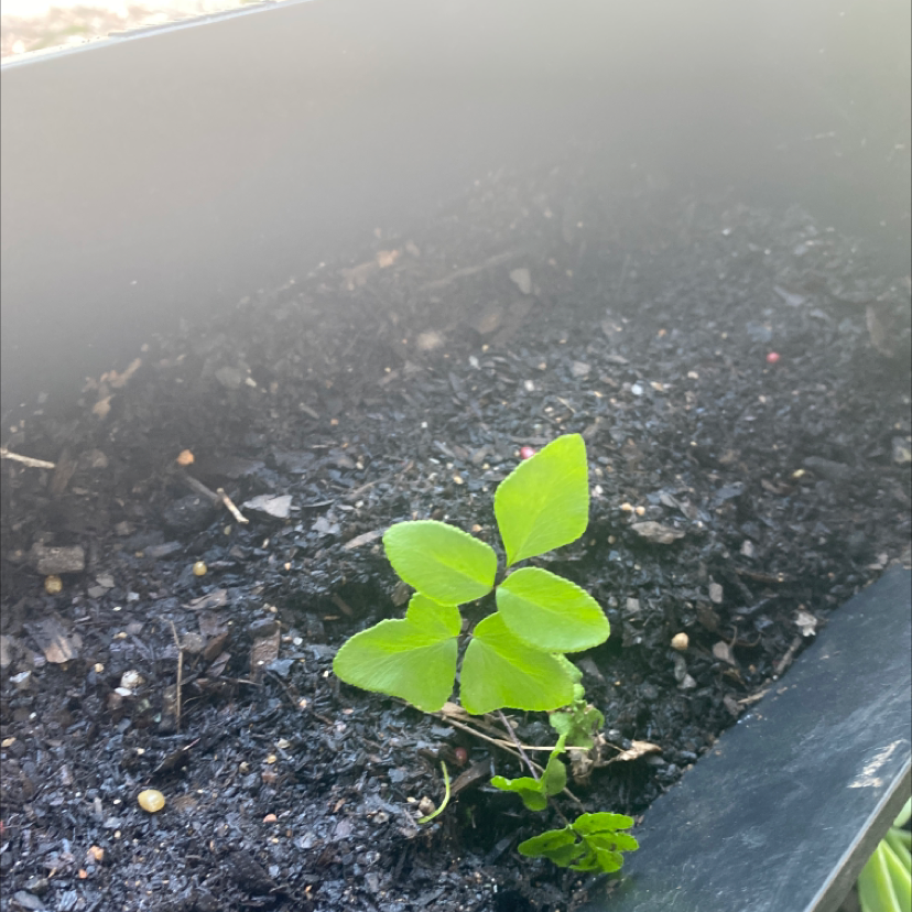 Photo of the plant species Pacific Maidenhair Fern by @tessasplants named Pepper on Greg, the plant care app