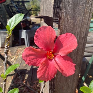 Chinese Hibiscus plant in Somewhere on Earth