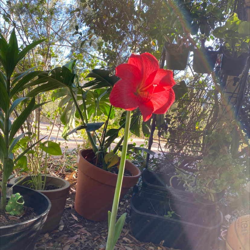 Photo of the plant species Mexican Lily by @tessasplants named Margerie on Greg, the plant care app