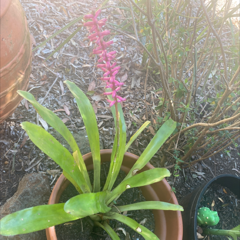 Photo of the plant species Matchstick bromeliad by @tessasplants named Shirlee on Greg, the plant care app
