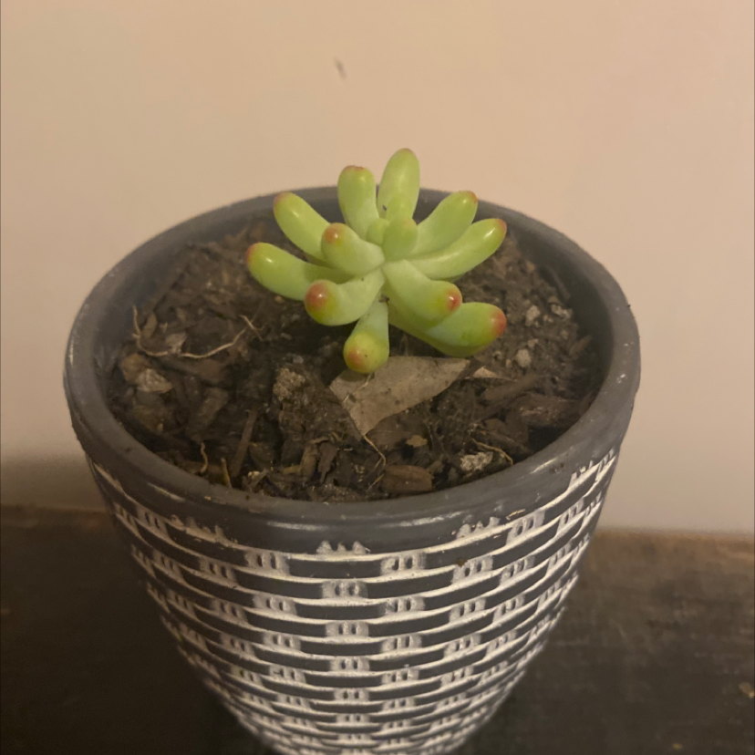 Jelly Bean Plant plant photo by @tessasplants named Lulu on Greg, the plant care app.