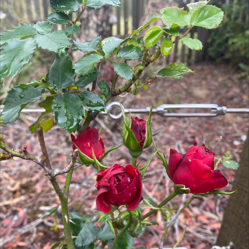 Alpine Rose plant photo by @tessasplants named Rosa on Greg, the plant care app.