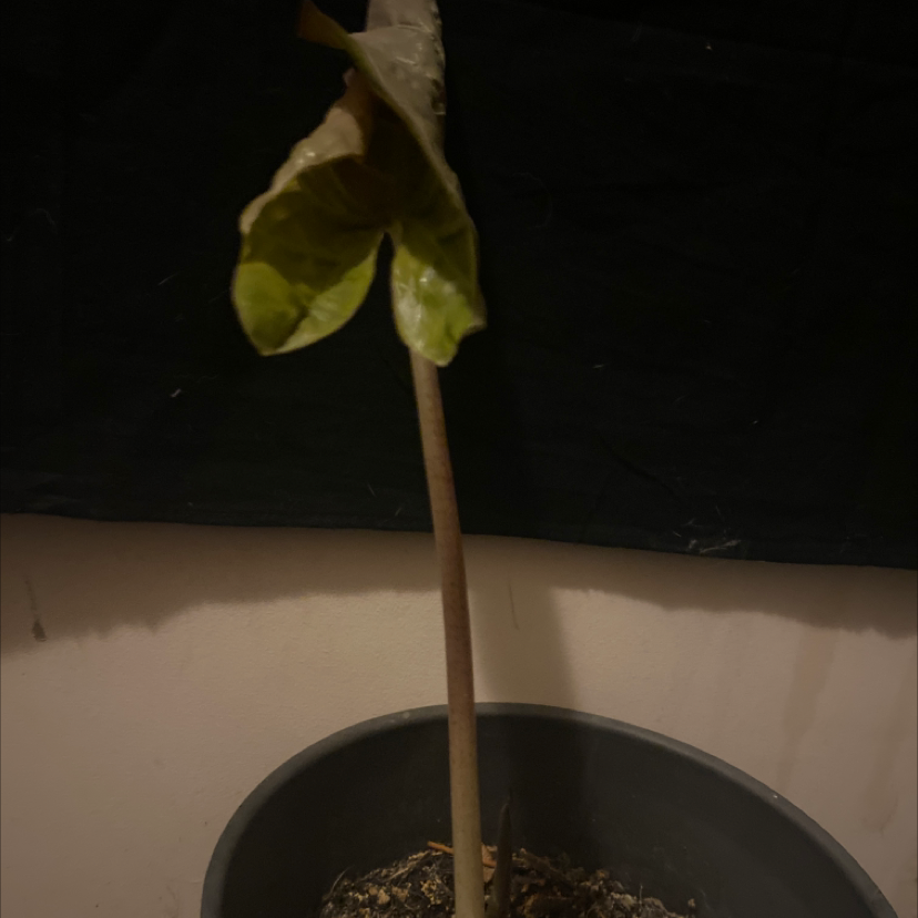 Arrowhead Plant plant photo by @tessasplants named Ronaldo on Greg, the plant care app.