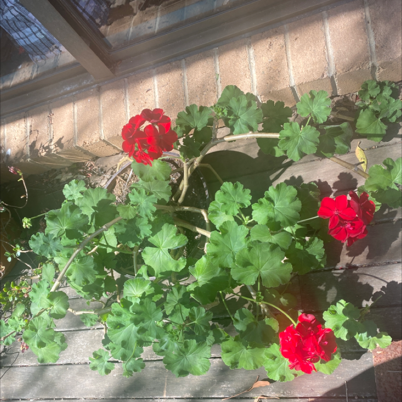 Zonale Geranium plant photo by @tessasplants named Peta on Greg, the plant care app.