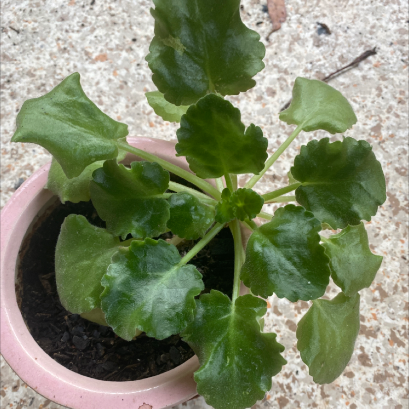 African Violet plant photo by @tessasplants named Viola on Greg, the plant care app.