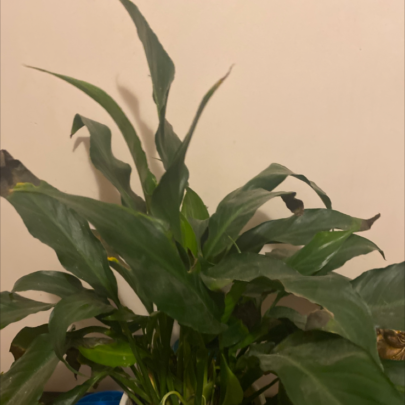 Peace Lily plant photo by @tessasplants named Fuss Pot on Greg, the plant care app.