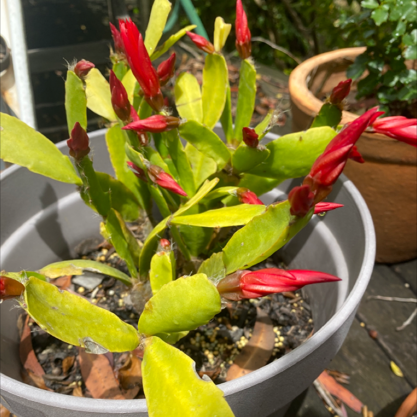 False Christmas Cactus plant photo by @tessasplants named Red Ruby on Greg, the plant care app.