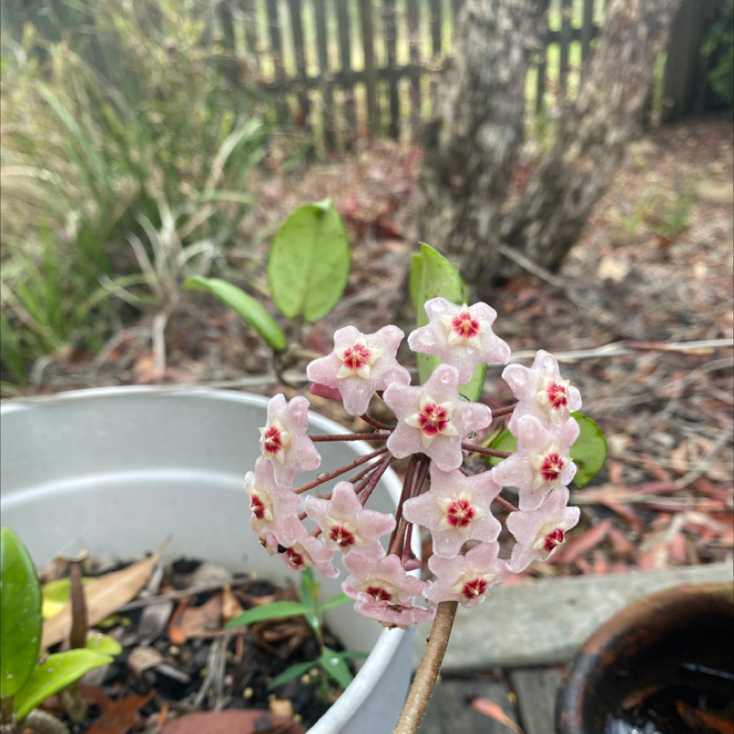 Waxplant plant photo by @tessasplants named Grandma on Greg, the plant care app.