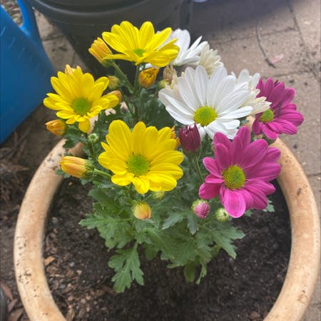 Photo of the plant species Garland Chrysanthemum by Tessasplants named Sarah on Greg, the plant care app