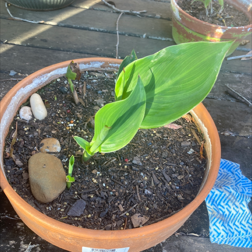 Photo of the plant species Canna Lily by @tessasplants named Shony on Greg, the plant care app