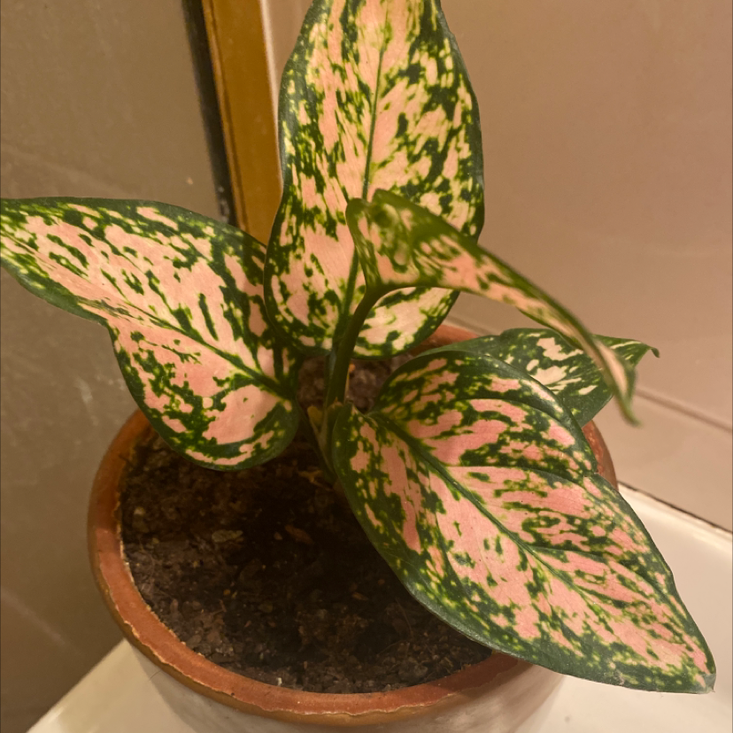 Dieffenbachia plant photo by @tessasplants named Pink Polly on Greg, the plant care app.