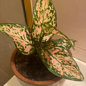 Dieffenbachia plant photo by Tessasplants named Pink Polly on Greg, the plant care app.