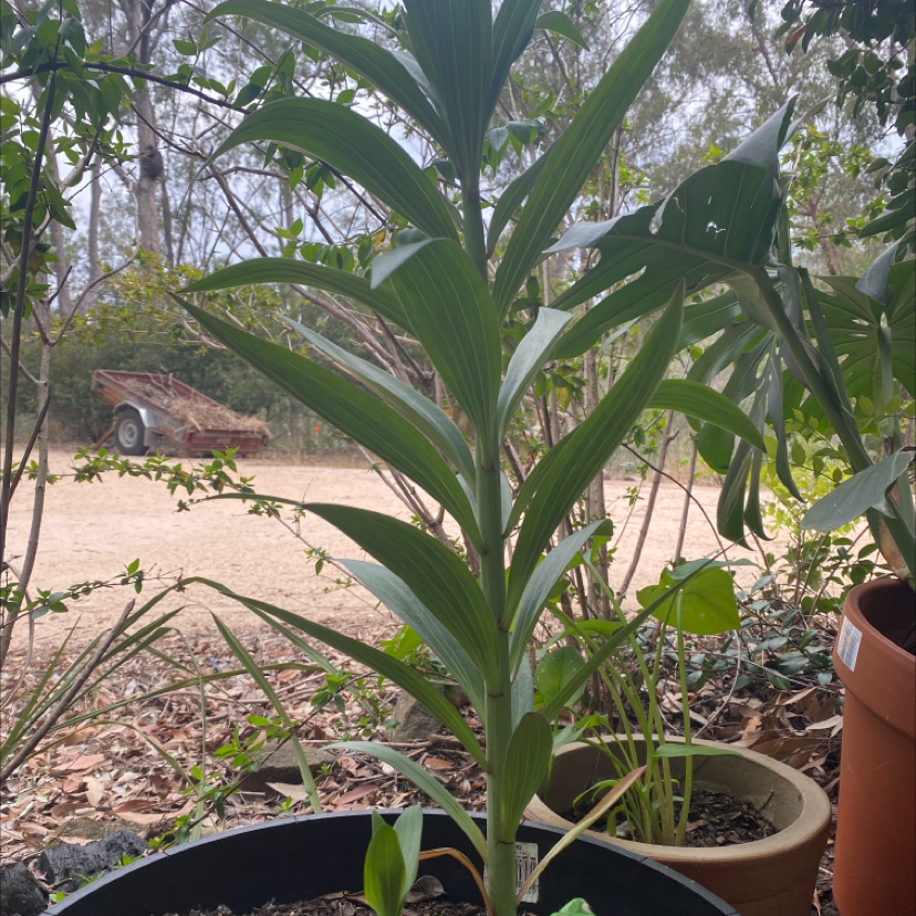 Tiger Lily plant photo by @tessasplants named Lucy on Greg, the plant care app.