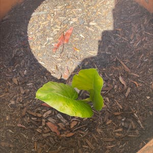 Calla Lily plant photo by @tessasplants named Shakira on Greg, the plant care app.