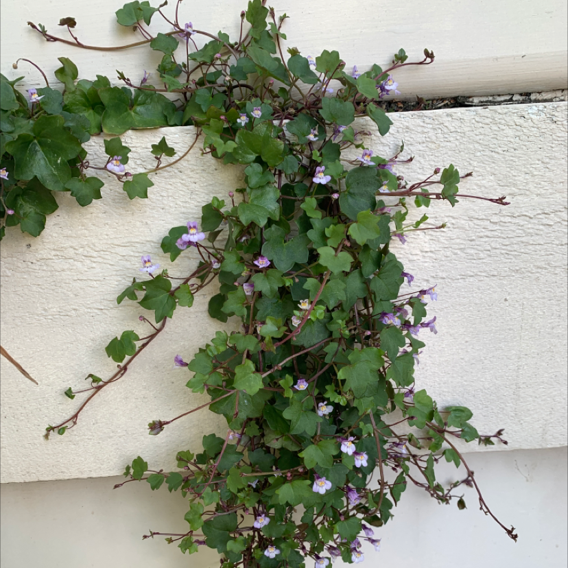 Kenilworth Ivy plant with green leaves and small purple flowers.