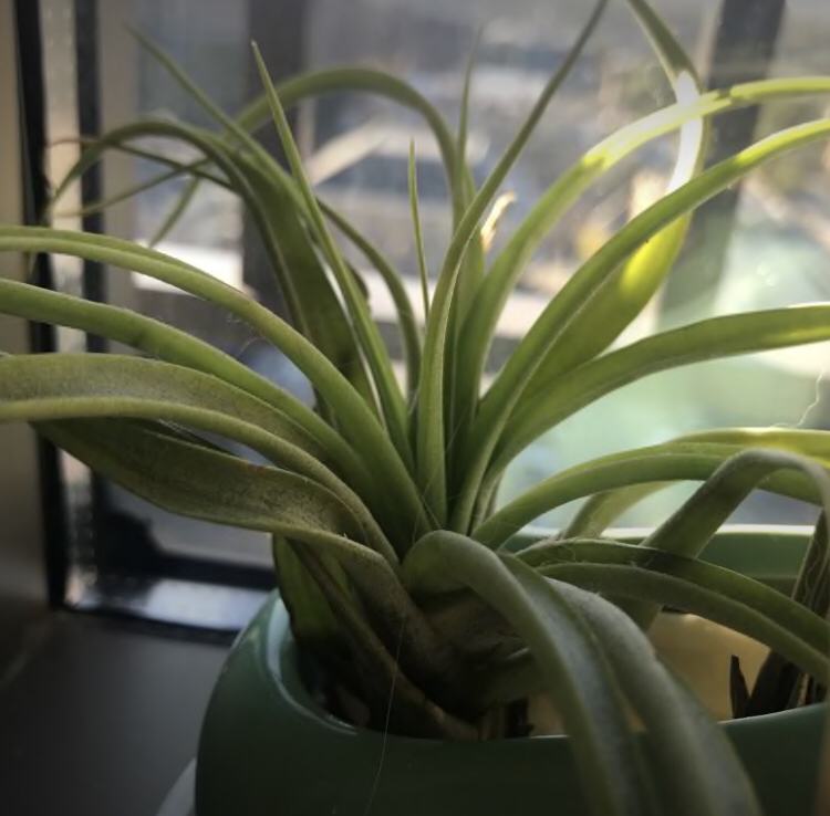 Bulbosa Air Plant in a pot near a window, appearing healthy with green leaves.