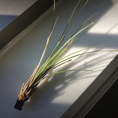 Photo of the plant species Tillandsia caerulea Air Plant by Greg named Bartok on Greg, the plant care app