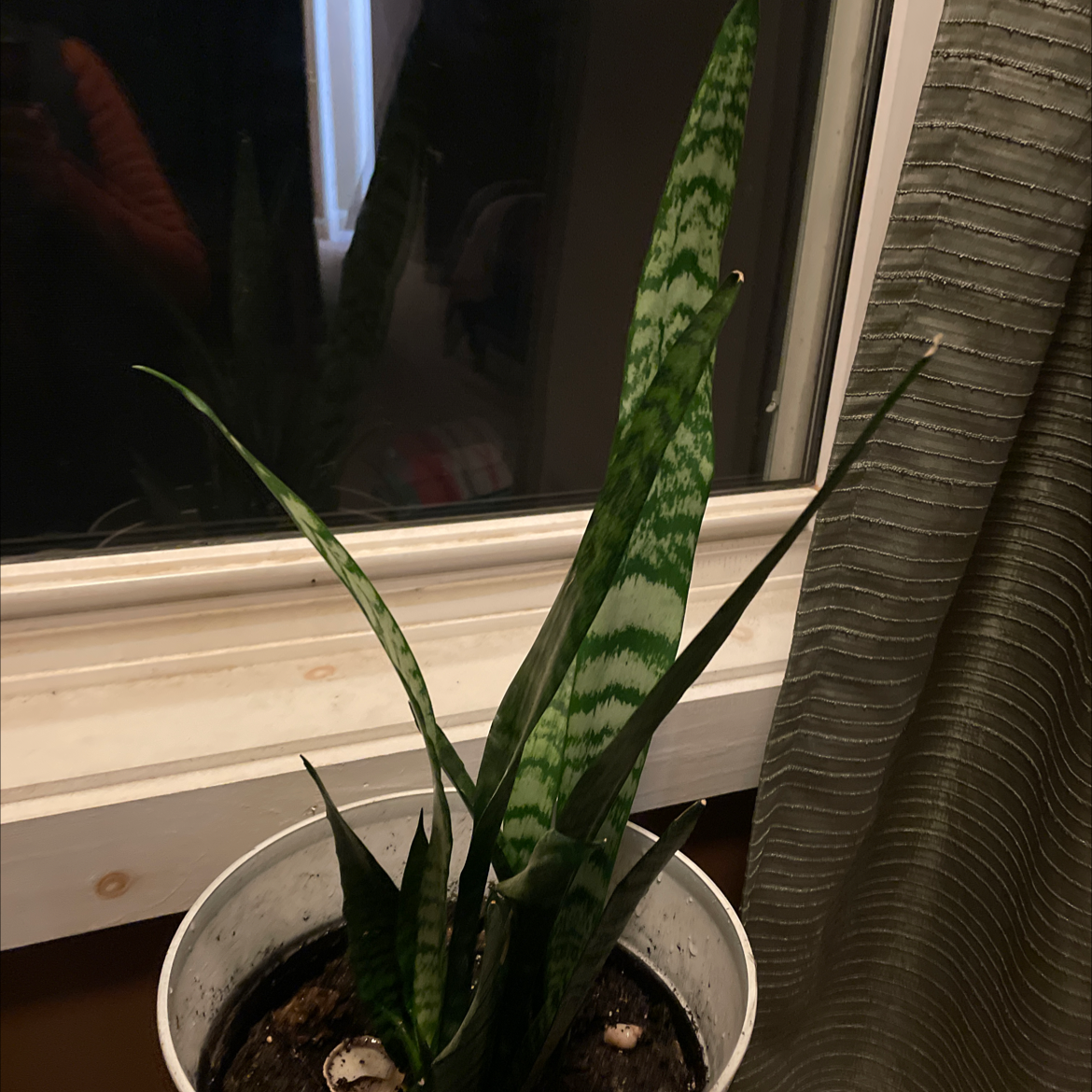 Snake Plant plant photo by Cassandra named Snake plant bedroom on Greg, the plant care app.