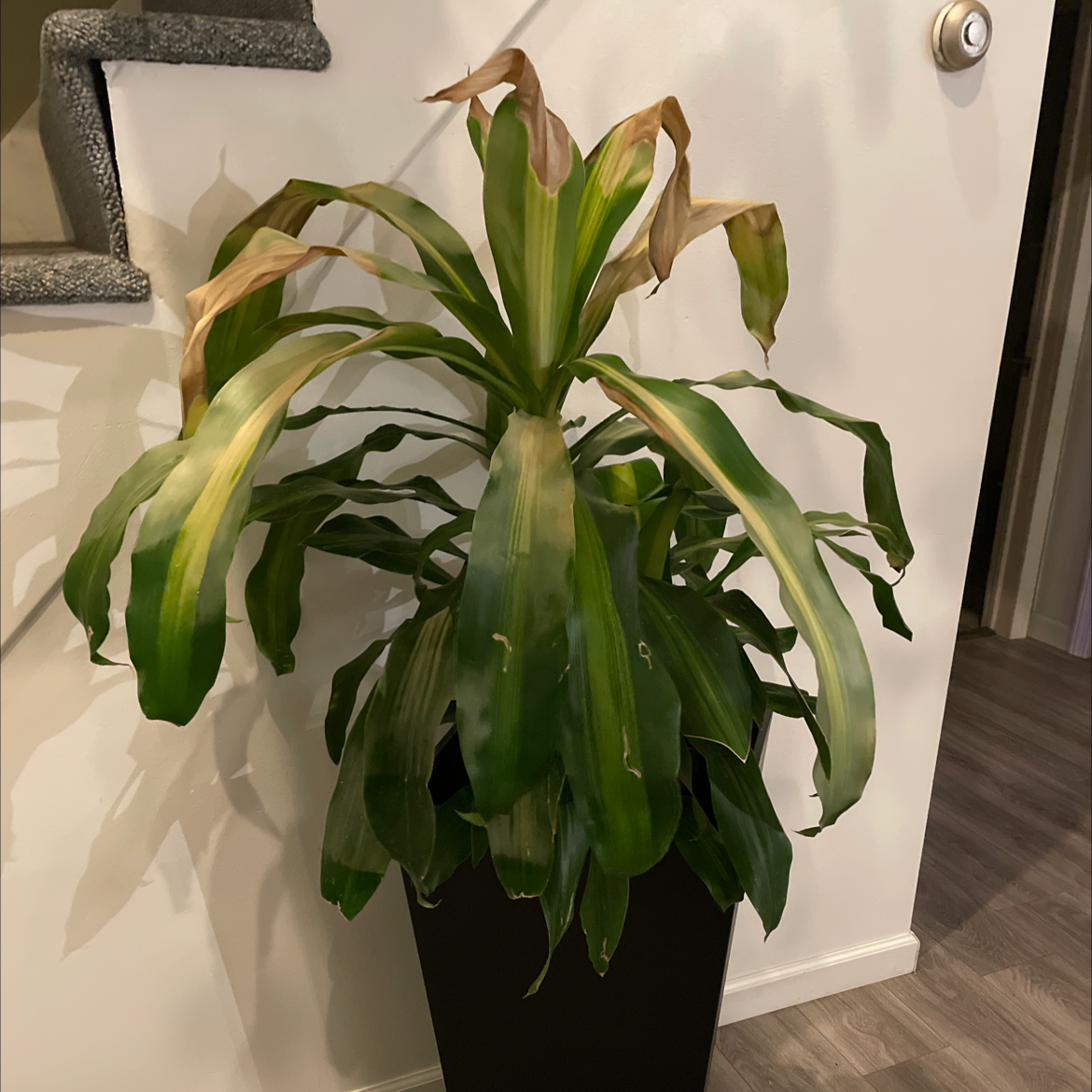Cornstalk Dracaena plant photo by Cassandra named Cornplant 1 on Greg, the plant care app.
