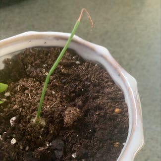 Pregnant onion plant in Somewhere on Earth