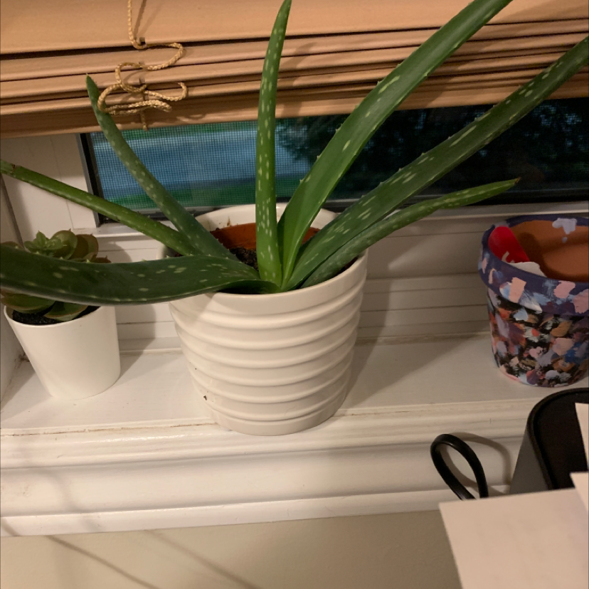Aloe vera plant photo by @Hoogabooga named Girlfrond on Greg, the plant care app.