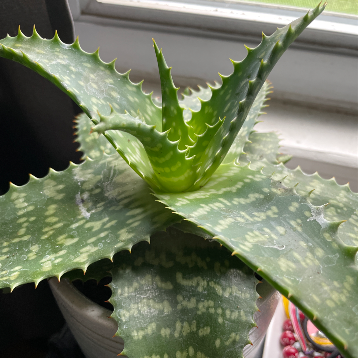 Photo of the plant species Broad-Leaved Aloe by Niki named Darwin on Greg, the plant care app