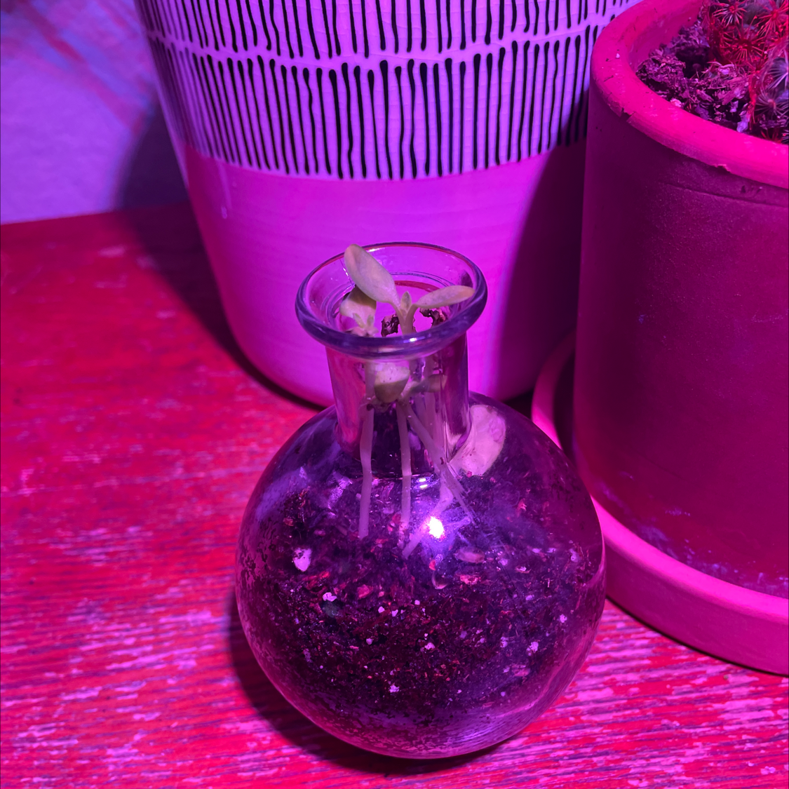 Photo of the plant species Teddy Bear Sunflower by @9Liacelestial6 named Luna on Greg, the plant care app