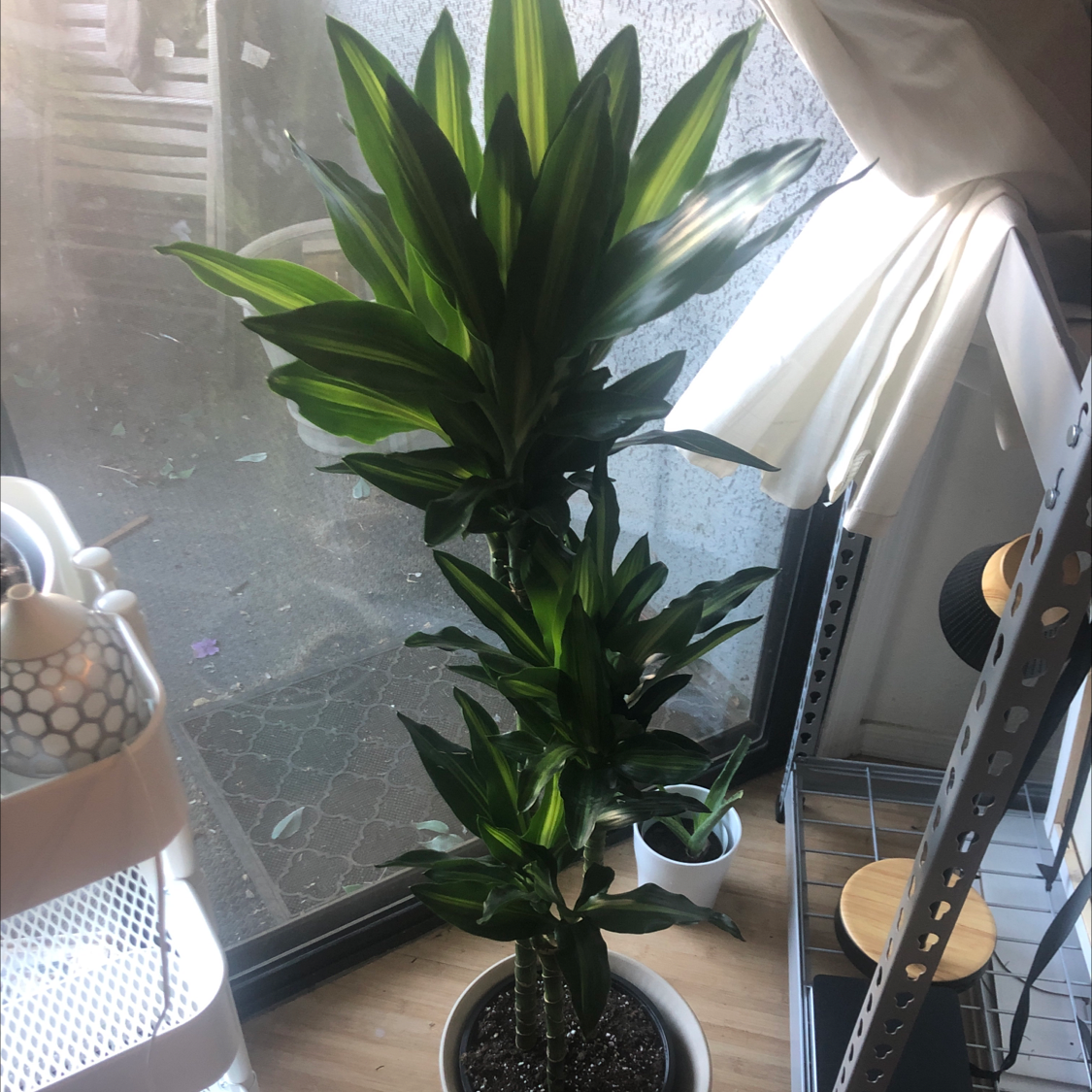 Indoor Dracaena Cintho plant near a window, healthy green leaves, visible soil.